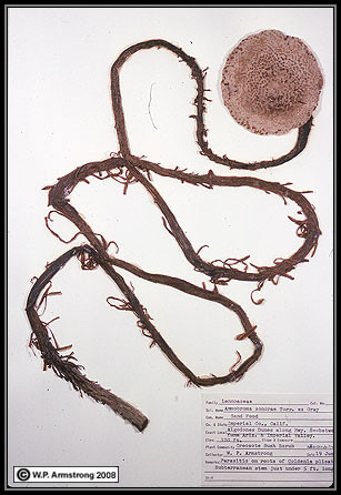 Hình dáng bên ngoài của nó càng kỳ lạ hơn nữa: đôi khi chỉ là một khối tròn nhỏ hoặc hình trứng nhô lên từ cát, nhưng nếu đủ cát bị gió thổi đi, nó có thể hiện ra với dáng vẻ giống một chiếc nấm nổi bật giữa cồn cát.