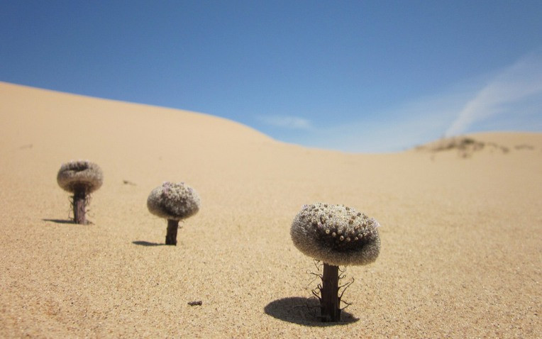 Thoạt nhìn, bạn có thể dễ dàng bỏ qua hoặc thậm chí nhầm lẫn nó với một vật thể kỳ lạ, như một phiến đá nhỏ hay một tảng đất khô cằn, nhưng thực chất đây là loài thực vật kỳ diệu có tên Pholisma sonorae – hay còn được biết đến với cái tên gần gũi hơn: Sandfood.