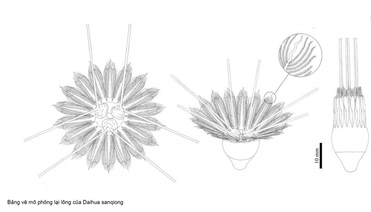 Bản thân là hậu duệ của một chuỗi động vật biển đa bào đầu tiên. Sứa lược giống như một cục thạch dẻo không xương, nhưng lại cực kì ranh ma trong việc săn bắt con mồi. Chúng có thể làm con mồi của mình vướng vào những sợi xúc tu dài như rắn, và nuốt trọn con mồi.