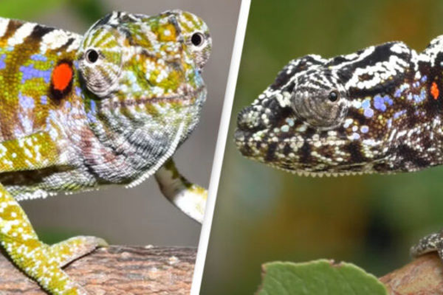 Voeltzkow là một trong những loài tắc kè kỳ lạ nhất thế giới tự nhiên. Số lượng của loài này rất khó nắm bắt bởi chúng thường chỉ xuất hiện trong mùa mưa, sinh sản và lớn rất nhanh, do đó tuổi thọ cũng rất ngắn ngủi. Ảnh: Madagascar Today