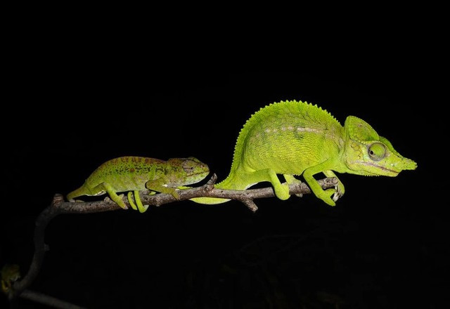 Lần phát hiện này đã mang lại cho giới khoa học một cơ hội lớn để có thể tiếp tục nghiên cứu có cơ hội quan sát và hy vọng lần đầu tiên hiểu được mô hình hành vi cũng như nhiều thông tin khác vì ngay cả những dữ liệu cơ bản nhất cũng không tồn tại từ trước đến nay. Ảnh WildWorld