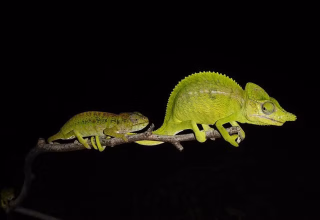 Lần phát hiện này đã mang lại cho giới khoa học một cơ hội lớn để có thể tiếp tục nghiên cứu có cơ hội quan sát và hy vọng lần đầu tiên hiểu được mô hình hành vi cũng như nhiều thông tin khác vì ngay cả những dữ liệu cơ bản nhất cũng không tồn tại từ trước đến nay. Ảnh WildWorld