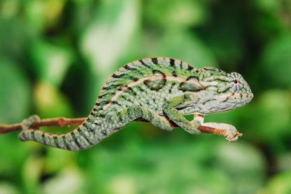 Những con Voeltzkow sẽ nhanh chóng bước đến độ tuổi trưởng thành vào khoảng tháng 1, tìm bạn tình và đẻ trứng vào khoảng cuối tháng 2 đầu tháng 3, cuối cùng kết thúc vòng đời sau khoảng vài tháng. Ảnh: Madagascar Today