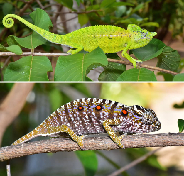 Trong tự nhiên, Voeltzkow chỉ sinh sống ở các cánh rừng mưa nhiệt đới Madagascar. Trứng của loài này sẽ nở khi có những cơn mưa đầu tiên ở tháng 11. Ảnh: Madagascar Today