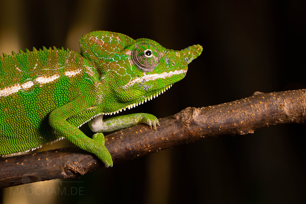 Vì tắc kè hoa Voeltzkow là loài đặc hữu của một khu vực rất nhỏ ở Madagascar, các nhà nghiên cứu cho rằng loài sinh vật này có thể đủ tiêu chuẩn là loài có nguy cơ tuyệt chủng, vì quần thể của chúng bị chia cắt và môi trường sống tự nhiên cũng đang tiếp tục suy giảm. Ảnh: Madagascar Today