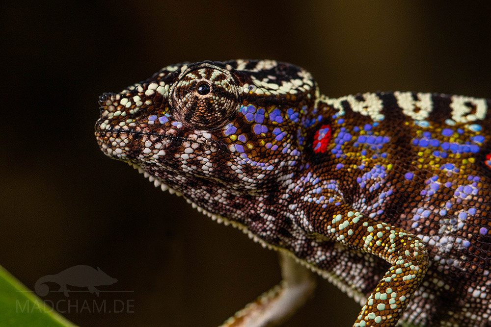 Chỉ còn vài ngày trong cuộc hành trình, một hướng dẫn viên trong đoàn đã bất ngờ phát hiện ra một con Voeltzkow khỏe mạnh, và liên tiếp sau đó là những cá thể khác với số lượng 3 con đực và 15 con cái, tất cả đều có thể trạng tốt và đang trong độ tuổi sinh sản. Ảnh: Madcham