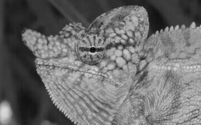 Tắc kè hoa Voeltzkow lần đầu tiên được mô tả vào năm 1893 trong các tài liệu của nhà khoa học người Đức Oskar Boettger. Ảnh: Madagascar Today