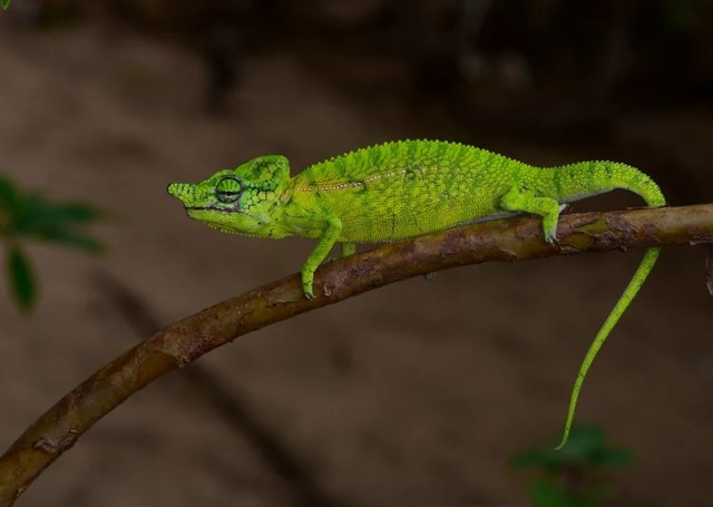Tắc kè hoa Voeltzkow nổi tiếng với khả năng ngụy trang tài tình nhờ sở hữu lớp da có thể thay đổi màu sắc linh hoạt theo môi trường cũng như cảm xúc của con vật, bao gồm xanh lá cây nhạt, xanh lam, xanh lục, tím, cam, đen và trắng. Tất cả được trộn lẫn theo những đường hoa văn độc đáo trên da, qua đó giúp chúng dễ dàng săn mồi và đặc biệt là chạy trốn kẻ thù. Ảnh: Madagascar Today