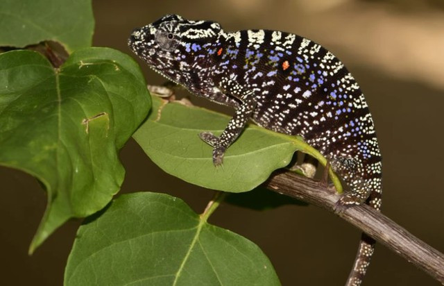 Nhưng những đặc tính thú vị của loài này chỉ được biết đến rộng rãi qua những nghiên cứu chuyên sâu của nhà sinh vật học Alfred Voeltzkow. Sau này nó được gọi tên đầy đủ là Alfred Voeltzkow để vinh danh nhà sinh vật học người Đức Alfred Voeltzkow. Ảnh: Madagascar Today