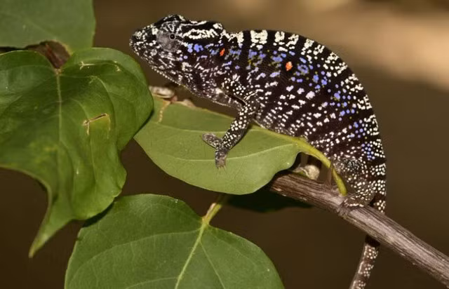 Nhưng những đặc tính thú vị của loài này chỉ được biết đến rộng rãi qua những nghiên cứu chuyên sâu của nhà sinh vật học Alfred Voeltzkow. Sau này nó được gọi tên đầy đủ là Alfred Voeltzkow để vinh danh nhà sinh vật học người Đức Alfred Voeltzkow. Ảnh: Madagascar Today