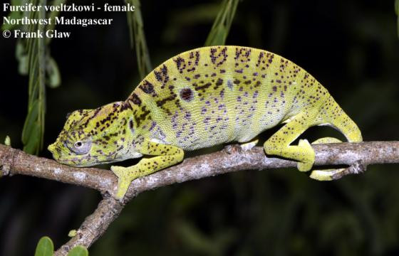 Trên thực tế, các nhà nghiên cứu đã bắt đầu tìm kiếm nhanh mối về tắc kè hoa Voeltzkow ở những cánh rừng Madagascar vào tháng 3/2018, nhưng gần như không thu được kết quả đáng kể nào cho đến khi chuyến thám hiểm gần kết thúc. Ảnh: Frank Glaw