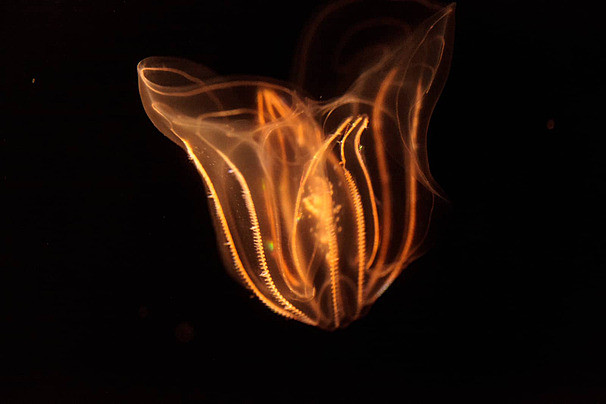 Chúng không chỉ trông giống như một sinh vật, mà còn hành động như một sinh vật. Khi bị thúc vào một bên của hai con sứa, cả hai cơ thể đều phản ứng bằng cách co lại. Điều đó cho thấy hệ thần kinh của hai con sứa cũng có thể đã hợp nhất. Đây được xem như kỳ tích kiểu Frankenstein.