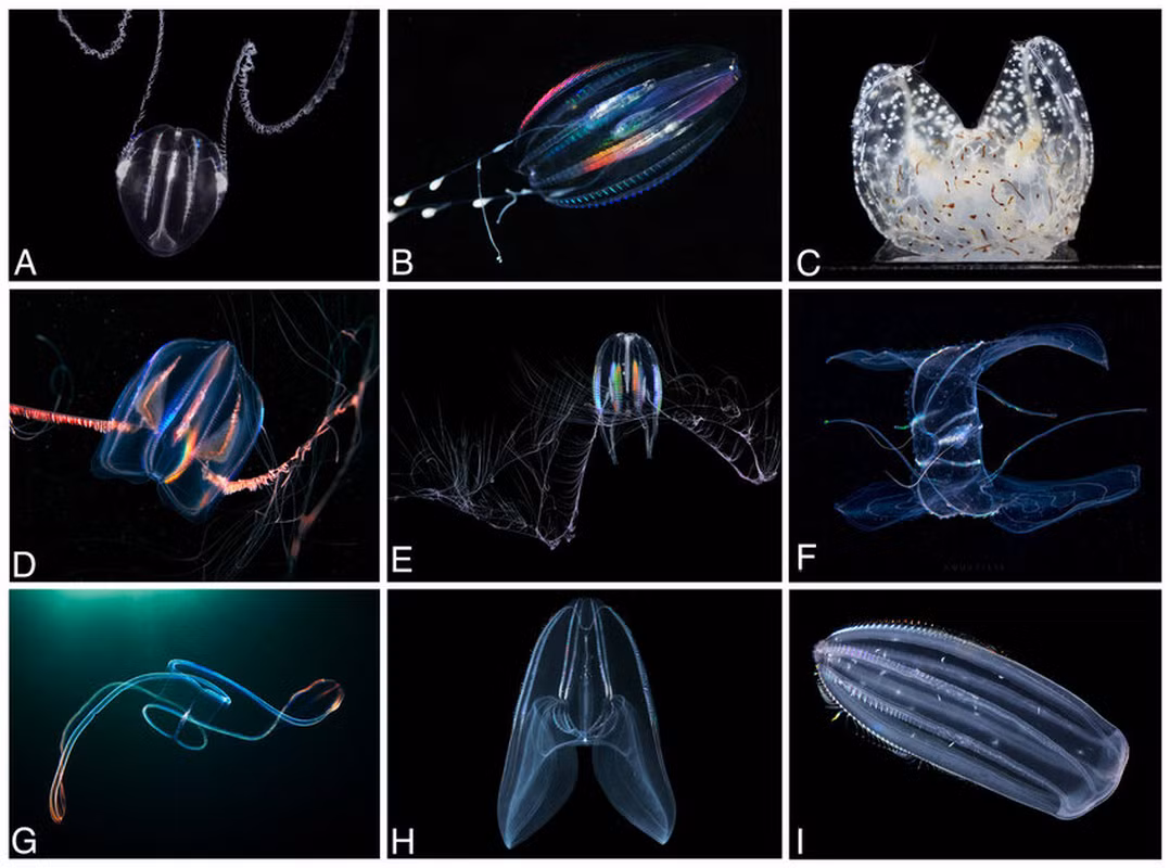 Hiện tại chi sứa lược có rất nhiều loài khác nhau và được phát hiện có nhiều khả năng kỳ dị như siêu năng lực. Việc nghiên cứu loài này mang lại cho con người nhiều sự hiểu biết về tiến hóa.