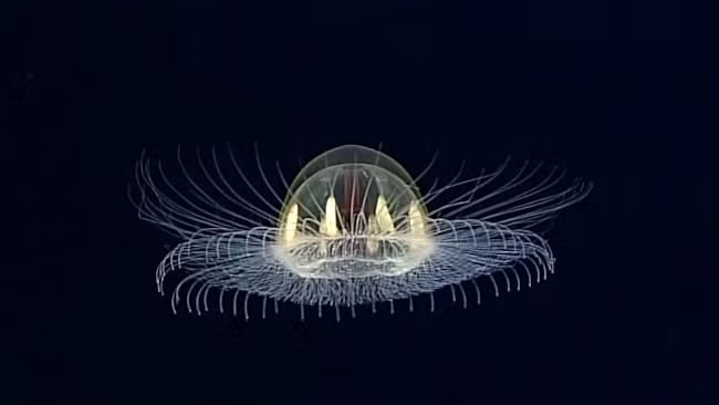 Các loài sứa lược đã phát triển một cách độc lập những bộ phận cơ thể phức hợp, tế bào thần kinh, cơ và các hành vi phức tạp hơn nhiều. Vì thế chúng có thể tái tạo lại hầu hết các cơ quan, trong đó có cả bộ não có thể được chúng hình thành lại chỉ trong 3 ngày.