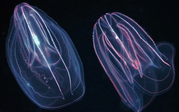 Trong thời gian lưu trữ tại cơ quan nghiên cứu này, những con sứa bị thương đó tự tìm đến nhau và tiến hành một quá trình cực kỳ độc đáo trong thế giới động vật, chúng ghép đôi lại với nhau.