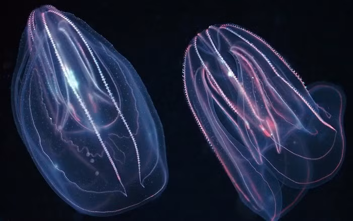 Trong thời gian lưu trữ tại cơ quan nghiên cứu này, những con sứa bị thương đó tự tìm đến nhau và tiến hành một quá trình cực kỳ độc đáo trong thế giới động vật, chúng ghép đôi lại với nhau.