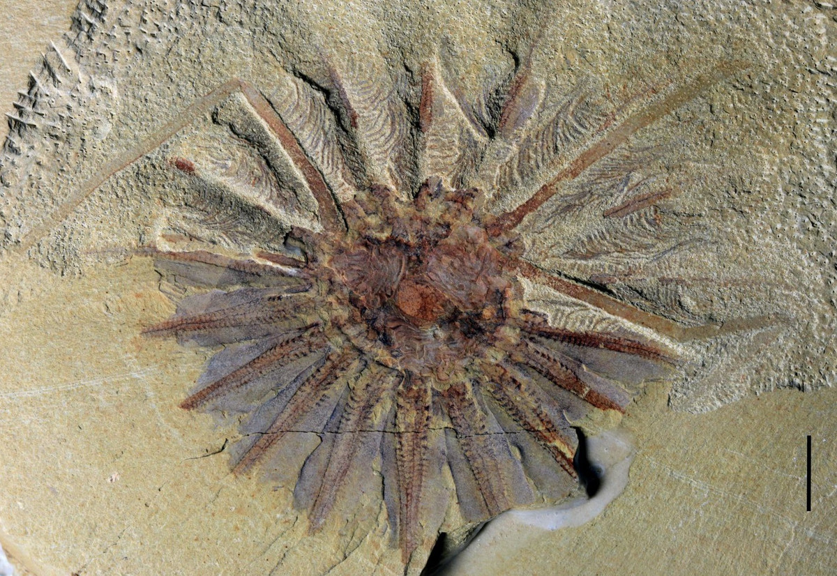 Theo một nghiên cứu gần đây, Thủy tổ của loài sứa này có tên là Daihua sanqiong đã sống cách đây 518 triệu năm về trước, và lần đầu được phát hiện khoảng một thập kỷ trước tại phía nam tỉnh Vân Nam, Trung Quốc. Loài vật này có 18 xúc tu dài bao quanh cái dạ dày mở hoác của nó.