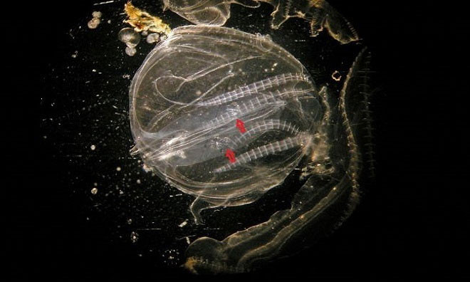 Điều kỳ lạ là chúng không còn muốn tách nhau ra nữa mà thực sự trở thành một cá thể mới. Các cơ quan riêng của 2 cá thể được đồng bộ hóa lại để thực hiện nhiệm vụ của "cơ thể" chung. Điều này khiến cho Kei Jokura tiến hành kiểm nghiệm lại phát hiện của mình.