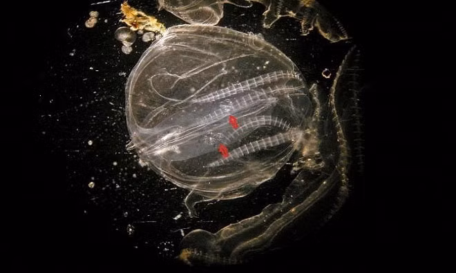 Điều kỳ lạ là chúng không còn muốn tách nhau ra nữa mà thực sự trở thành một cá thể mới. Các cơ quan riêng của 2 cá thể được đồng bộ hóa lại để thực hiện nhiệm vụ của "cơ thể" chung. Điều này khiến cho Kei Jokura tiến hành kiểm nghiệm lại phát hiện của mình.