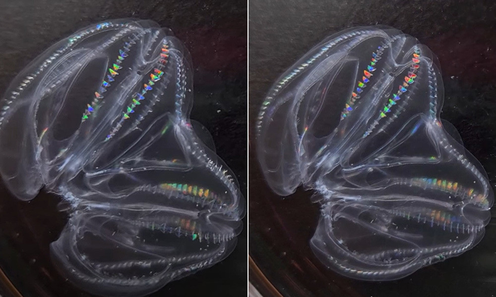 Kei Jokura chỉ phát hiện ra khi ban đầu nhìn thấy có một cá thể sứa to bất thường, chỉ đến khi soi dưới kính hiển vi thì ông phát hiện ra đó thực chất là hai cá thể dính liền với nhau.