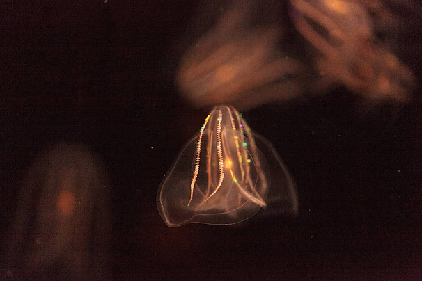 Gần đây, một nhà khoa học người Nhật trong một lần tình cờ đã phát hiện thêm một khả năng kỳ dị của loài vật đặc biệt này. Đó là việc chúng có thể ghép đôi 2 cá thể bị thương để giúp nhau chữa lành.