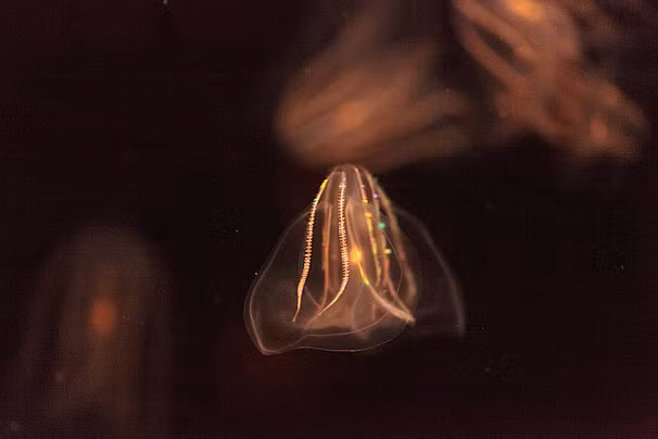 Gần đây, một nhà khoa học người Nhật trong một lần tình cờ đã phát hiện thêm một khả năng kỳ dị của loài vật đặc biệt này. Đó là việc chúng có thể ghép đôi 2 cá thể bị thương để giúp nhau chữa lành.