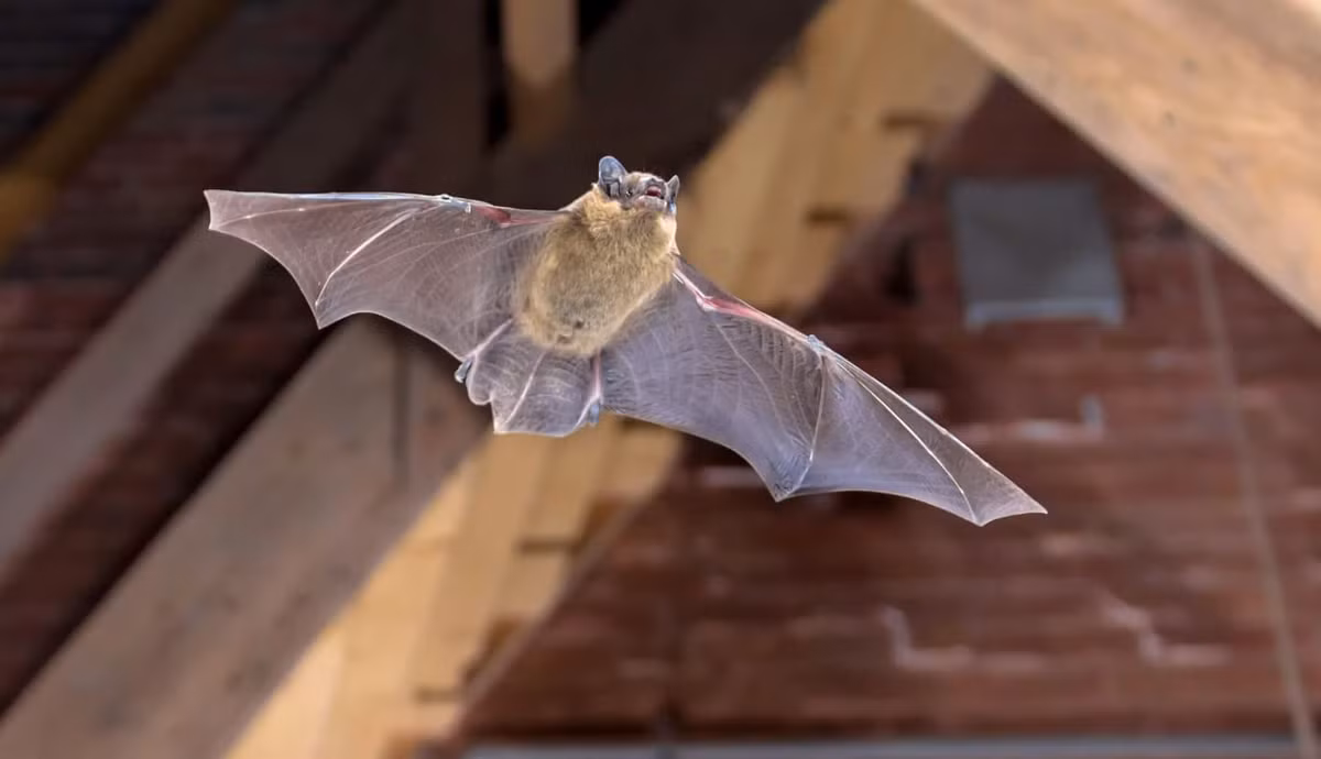 Dơi cũng thường được xem là loài động vật liên quan đến tà phép, ma quỷ. Theo quan niệm cổ xưa, trong ngày này, nếu chúng bay quanh nhà bạn 3 vòng thì một thành viên trong gia đình sẽ sớm lìa đời. Ảnh: Sunmarie