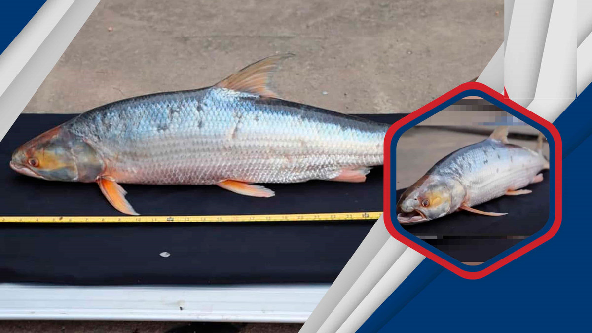 Loài cá săn mồi này có thể dài tới 4 feet và có một cục u nổi bật ở đầu hàm dưới. Một mảng màu vàng nổi bật bao quanh đôi mắt to của nó. Ảnh SBM News