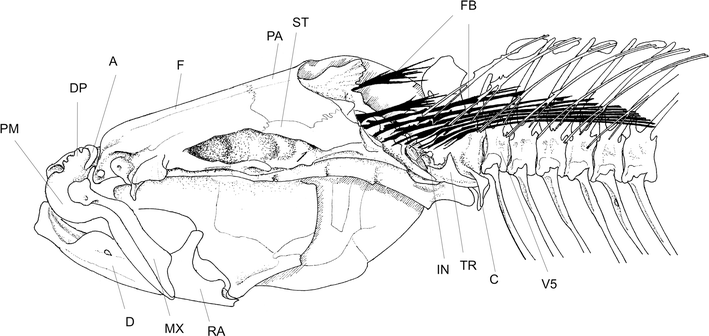 Zeb Hogan, nhà sinh vật học chuyên nghiên cứu về cá tại Đại học Nevada, Reno, một thành viên của nhóm nghiên cứu, cho biết: " Phát hiện này thực sự là tin rất thú vị và tích cực". Nhưng hoàn cảnh của loài cá này cũng làm nổi bật mối nguy hiểm mà tất cả các loài di cư ở sông Mê Kông đang phải đối mặt, nơi đang phải đối mặt với ô nhiễm công nghiệp và tình trạng đánh bắt quá mức. Ảnh: Science Times
