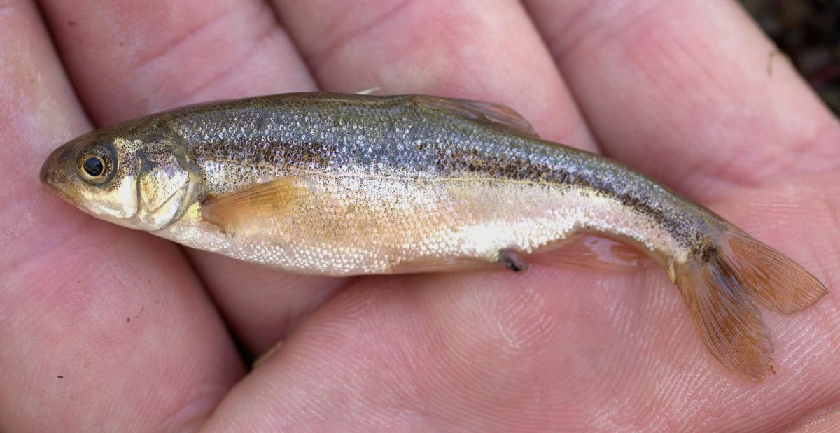 Tại Campuchia và Thái Lan có nhiều báo cáo không chính thức cho biết ngư dân thi thoảng bắt được cá con có mô tả giống với loài các chép hồi, tuy nhiên với nhận thức khoa học không thấu đáo đa phần số cá con này đều bị vất đi hoặc đã chết khi giới nghiên cứu tiếp cận được. Ảnh: Wonders of the Mekong