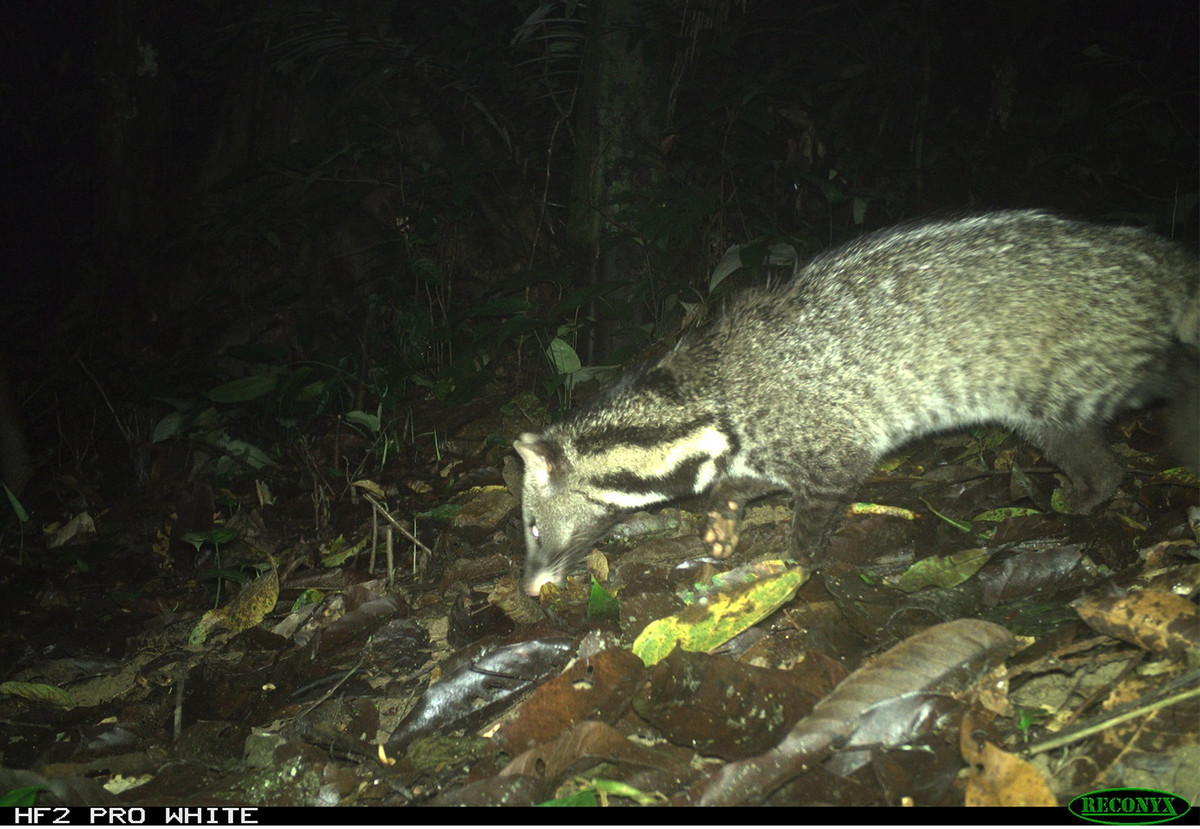 Ngoài ra, Tạp chí dữ liệu đa dạng sinh học Các nhà nghiên cứu cho biết: "Các loài có số lượng xuất hiện nhiều nhất là lửng chồn, chồn cổ vàng và cầy hương châu Á". Trên ảnh là một con cầy hương Ấn Độ lớn.
