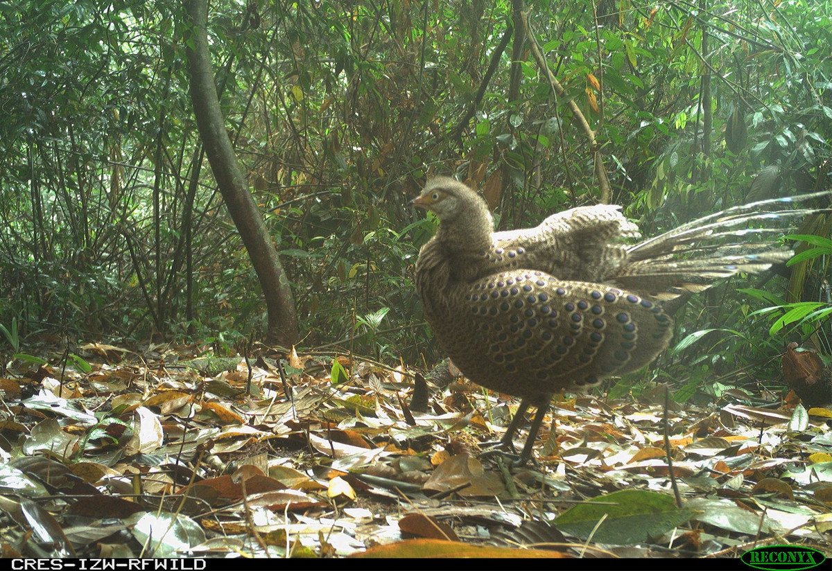 Một con gà lôi công xám còn được gọi là gà lôi Miến Điện hoặc trĩ công. Sau khi phát hiện qua bẫy ảnh, cá thể này đã bị bắt phục vụ trong quá trình nghiên cứu. Loài này tuy ít được quan tâm trong phân loại bảo tồn, tuy nhiên, chúng có nhiều phân loài chưa được ghi nhận, đánh giá. Việc xuất hiện tại địa bàn Khu bảo tồn Xuân Liên là hiếm vì chúng hầu như chưa được ghi nhận phân bố ở nước ta.