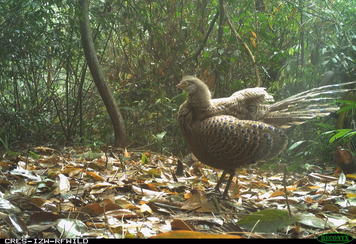 Một con gà lôi công xám còn được gọi là gà lôi Miến Điện hoặc trĩ công. Sau khi phát hiện qua bẫy ảnh, cá thể này đã bị bắt phục vụ trong quá trình nghiên cứu. Loài này tuy ít được quan tâm trong phân loại bảo tồn, tuy nhiên, chúng có nhiều phân loài chưa được ghi nhận, đánh giá. Việc xuất hiện tại địa bàn Khu bảo tồn Xuân Liên là hiếm vì chúng hầu như chưa được ghi nhận phân bố ở nước ta.
