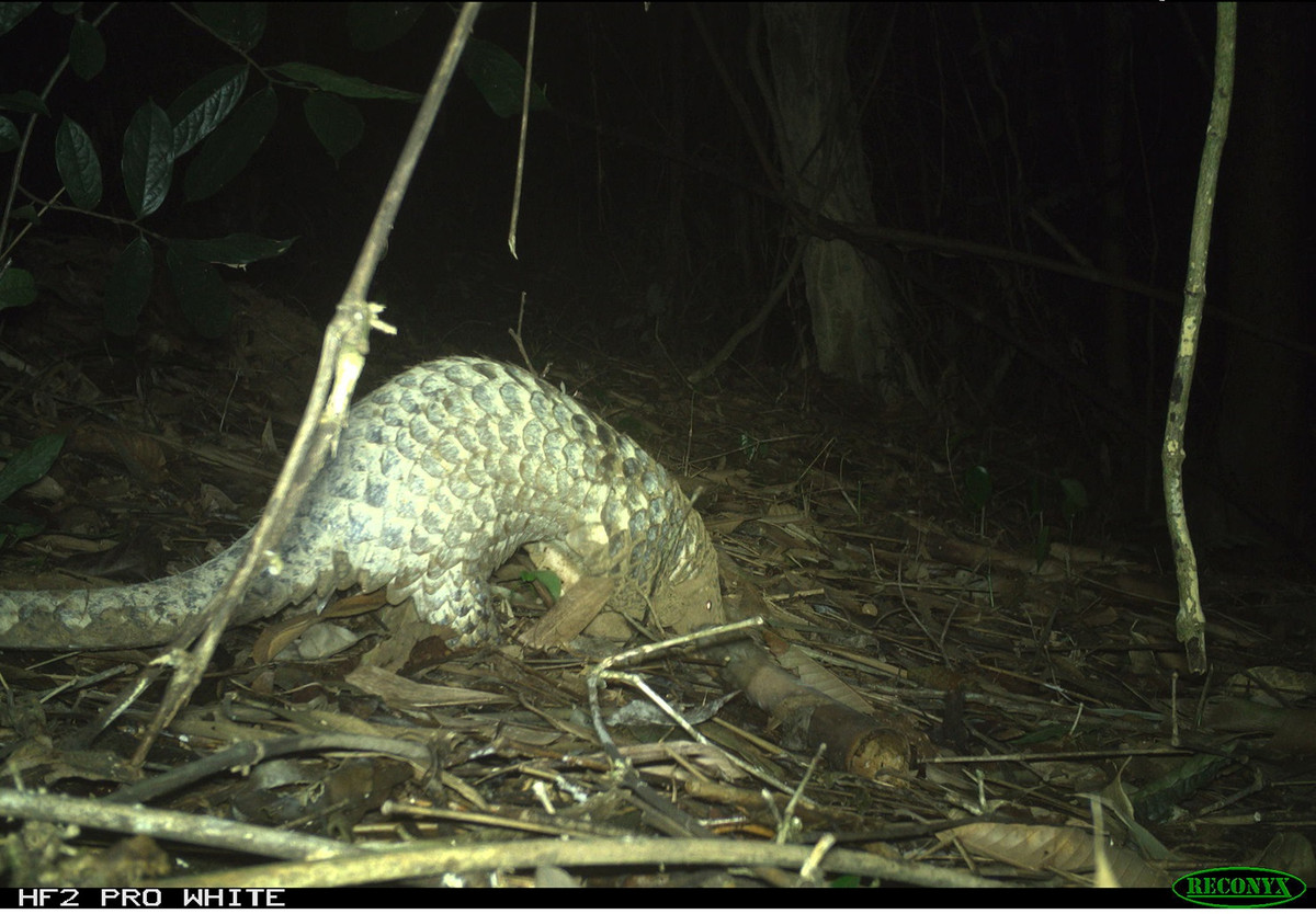 Các nhà nghiên cứu cho biết loài động vật quý hiếm nhất được tìm thấy trong khu bảo tồn là tê tê Sunda, một loài cực kỳ nguy cấp có "giá trị bảo tồn cao". Liên minh Bảo tồn Thiên nhiên Quốc tế cho , các nghiên cứu bẫy ảnh trước đây đã phải vật lộn để có được hình ảnh về loài động vật quý hiếm này, trong một trường hợp chỉ xuất hiện trong 11 bức ảnh trong suốt 22.000 đêm ở Campuchia.