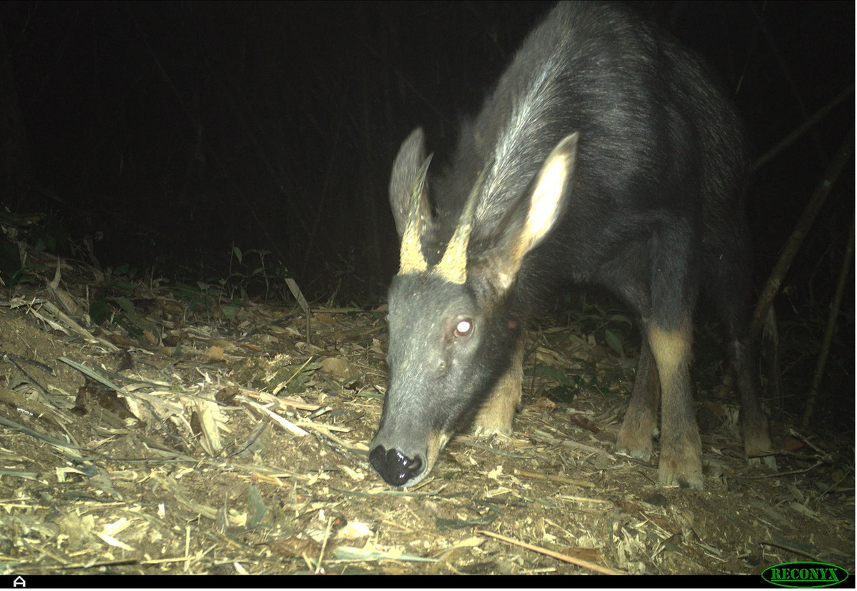 Đây là một con sơn dương Trung Quốc (Capricornis milneedwardsii), loài vật thú vị có đầu giống dê, chỉ con đực có sừng. Chúng có bờm chạy từ cổ đến giữa lưng, thích sống trên các vùng núi cao có rừng. Ở Việt Nam, chúng thường sống ở độ cao trên 300m nhưng ở Tây Tạng (Trung Quốc) chúng thường thích những nơi có độ cao từ 2.500m đến 3.500m.