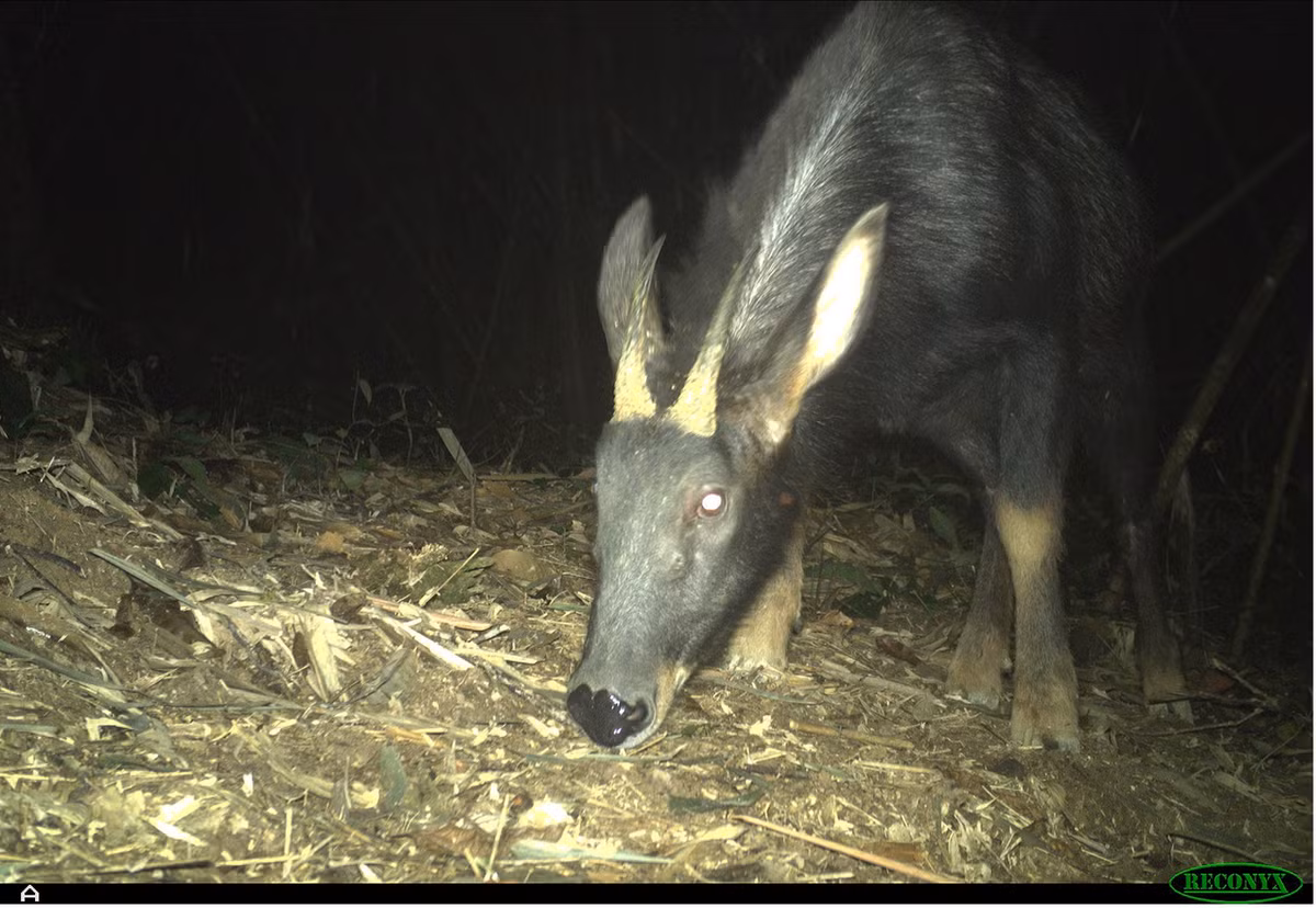 Đây là một con sơn dương Trung Quốc (Capricornis milneedwardsii), loài vật thú vị có đầu giống dê, chỉ con đực có sừng. Chúng có bờm chạy từ cổ đến giữa lưng, thích sống trên các vùng núi cao có rừng. Ở Việt Nam, chúng thường sống ở độ cao trên 300m nhưng ở Tây Tạng (Trung Quốc) chúng thường thích những nơi có độ cao từ 2.500m đến 3.500m.
