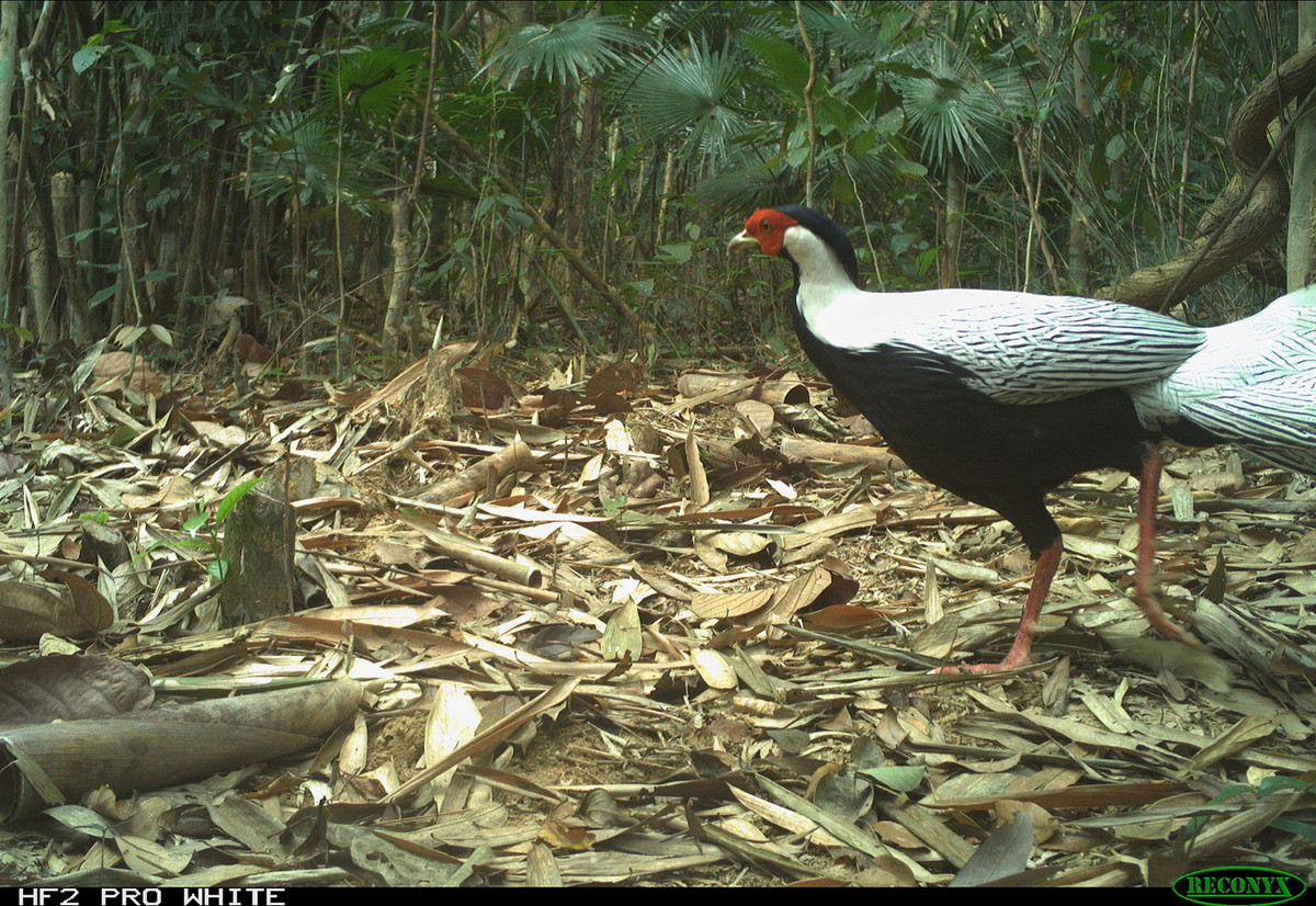 Nhóm động vật lớn nhất là một phần của họ Phasianidae, một nhóm chim bao gồm các loài động vật như chim trĩ, chim cút, gà và gà tây. Nhiều loài chim. Trên ảnh mà một con gà lôi bạc.