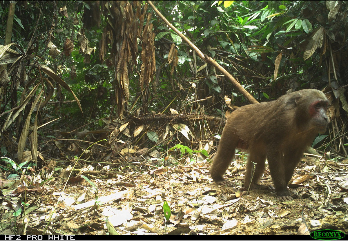 Ba loài khỉ đuôi dài cũng đã xuất hiện trước ống kính máy ảnh. Theo nghiên cứu, khỉ Assam và khỉ Rhesus được coi là những loài phổ biến. Nhưng họ hàng của chúng, loài khỉ đuôi cụt (trên ảnh), là loài hiếm và dễ bị tổn thương. Theo Sách đỏ của Liên minh Bảo tồn Thiên nhiên Quốc tế, quần thể khỉ đuôi cụt đang suy giảm ở Myanmar và Việt Nam và đã đến tình trạng nguy cấp ở Thái Lan. Loài này mới được ghi nhận ở Bangladesh vào năm 1989.