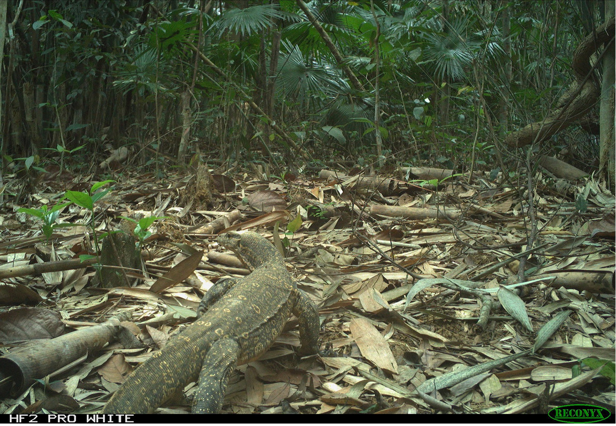 Một con kỳ đà nước Châu Á cũng góp mặt trong những bức ảnh do các nhà nghiên cứu tại Khu bảo tồn thiên nhiên Xuân Liên. Chúng là loài thằn lằn lớn thứ 2 chỉ sau loài rồng Komodo.