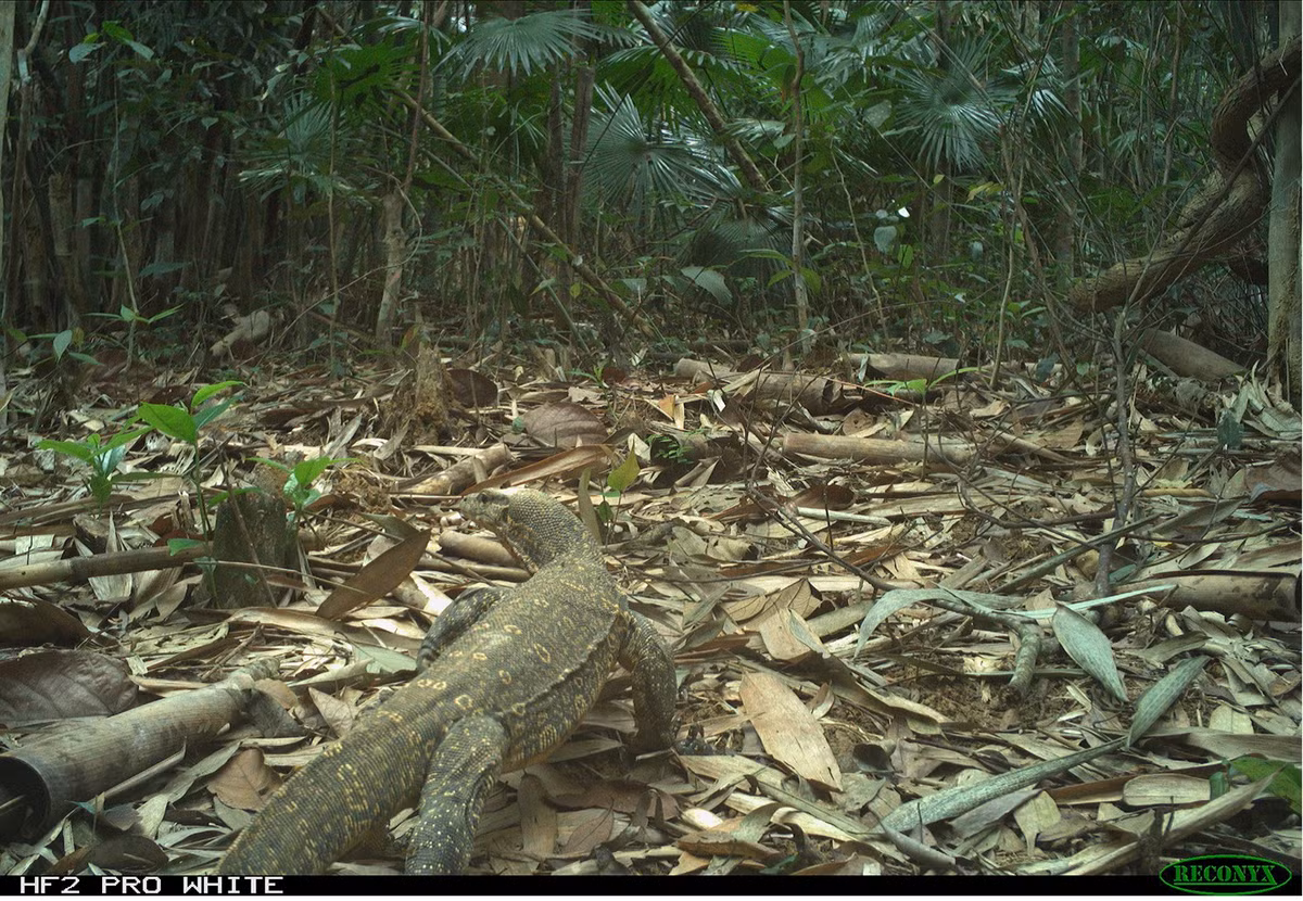 Một con kỳ đà nước Châu Á cũng góp mặt trong những bức ảnh do các nhà nghiên cứu tại Khu bảo tồn thiên nhiên Xuân Liên. Chúng là loài thằn lằn lớn thứ 2 chỉ sau loài rồng Komodo.