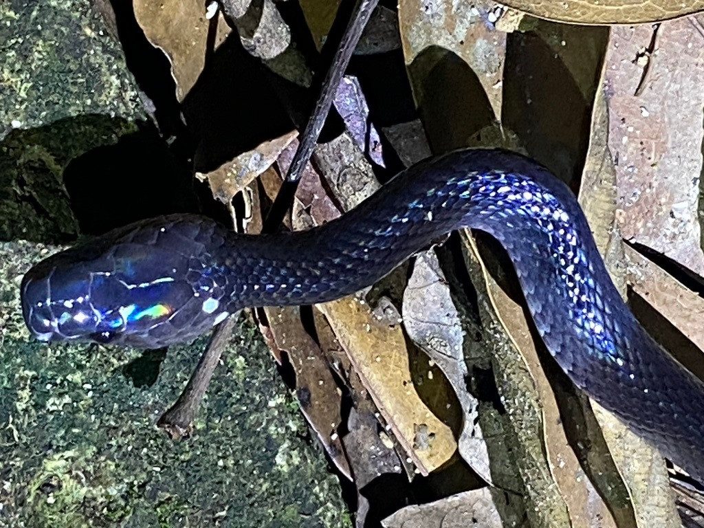 Do vậy, các loài rắn khuyết thường bị "chết oan" vì không phải người nào cũng có đủ sự bình tĩnh cũng như kiến thức để nhận dạng và phân biệt giữa rắn khuyết vô hại với cạp nia nguy hiểm.