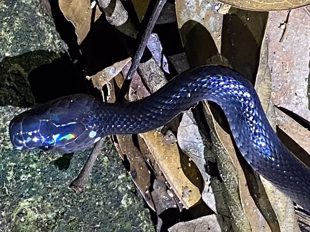 Do vậy, các loài rắn khuyết thường bị "chết oan" vì không phải người nào cũng có đủ sự bình tĩnh cũng như kiến thức để nhận dạng và phân biệt giữa rắn khuyết vô hại với cạp nia nguy hiểm.
