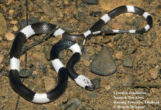 Rắn khuyết khoanh Đông Dương cũng có khả năng leo trèo giỏi, thường leo lên các cây lớn như cao su, cafe… Thức ăn chủ yếu của loài rắn này là thằn lằn, chim nhỏ, các loài động vật lưỡng cư như ếch, nhái…