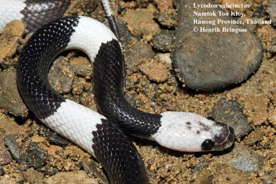 Loài rắn này sống chủ yếu ở những khu rừng mưa nhiệt đới, rừng nguyên sinh hoặc thứ sinh, các vùng bụi rậm hoặc những khu vực có con người sinh sống như ruộng lúa, đồn điền, nhà bỏ hoang…