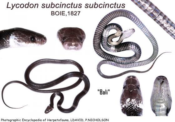 Dựa vào những mẫu vật thu thập được của rắn khuyết khoanh Mã Lai trên khắp khu vực Đông Nam Á, các nhà khoa học đã công nhận sự hiện diện của một loài rắn mới có tên gọi khuyết khoanh Đông Dương (tên khoa học Lycodon neomaculatus).