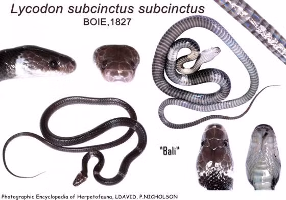 Dựa vào những mẫu vật thu thập được của rắn khuyết khoanh Mã Lai trên khắp khu vực Đông Nam Á, các nhà khoa học đã công nhận sự hiện diện của một loài rắn mới có tên gọi khuyết khoanh Đông Dương (tên khoa học Lycodon neomaculatus).