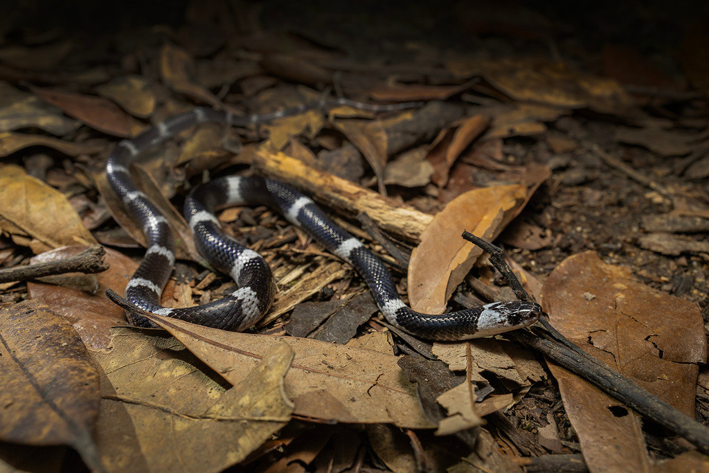 Nhóm nghiên cứu về loài rắn khuyết Đông Dương bao gồm thạc sĩ Nguyễn Văn Tân (Đại học Duy Tân), Justin Lee (Đại học Michigan, Mỹ), Olivier S. G. Pauwels (Viện Khoa học Tự nhiên Hoàng gia Bỉ), Stevie R. Kennedy-Gold (Đại học Harvard, Mỹ), Nikolay Poyarkov (Đại học Quốc gia Moskva, Nga), Patrick David (Bảo tàng Lịch sử Tự nhiên Quốc gia Pháp) và Gernot Vogel (nhà nghiên cứu sinh học độc lập người Đức).