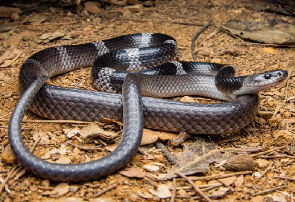 Thạc sĩ Nguyễn Văn Tân, cán bộ nghiên cứu Trường Đại học Duy Tân (Đà Nẵng), người chịu trách nhiệm chính cho dự án nghiên cứu này, cho biết loài rắn khuyết khoanh Mã Lai đã từng có lịch sử phân loại và danh pháp phức tạp.