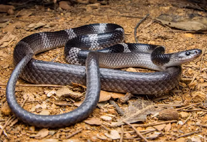 Thạc sĩ Nguyễn Văn Tân, cán bộ nghiên cứu Trường Đại học Duy Tân (Đà Nẵng), người chịu trách nhiệm chính cho dự án nghiên cứu này, cho biết loài rắn khuyết khoanh Mã Lai đã từng có lịch sử phân loại và danh pháp phức tạp.