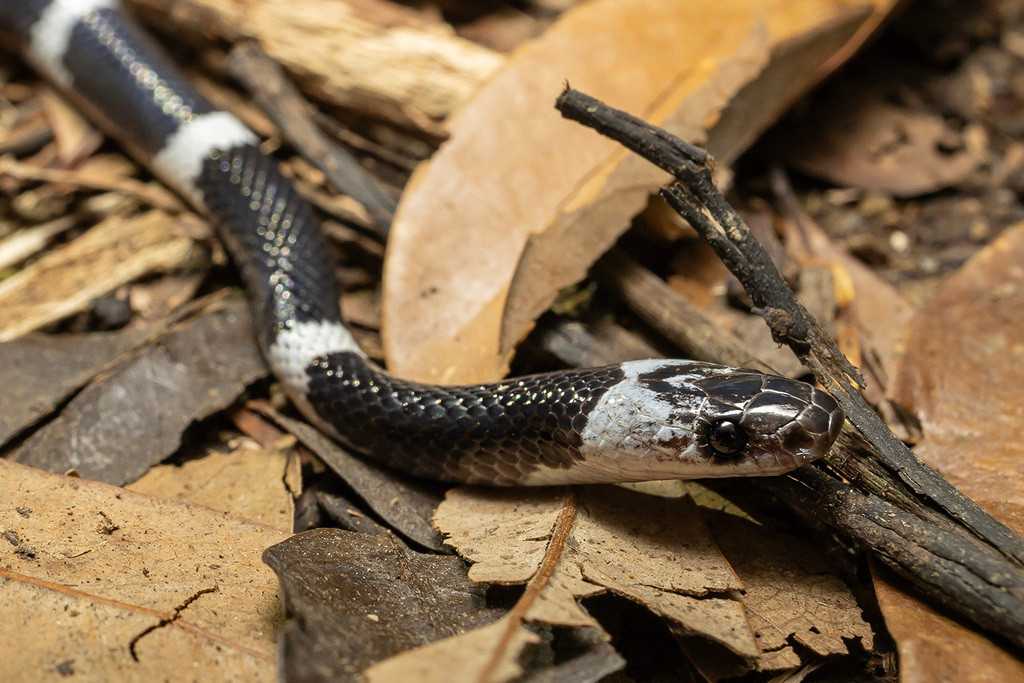 Loài rắn này thường hoạt động vào ban đêm hoặc sáng sớm. Vào ban ngày, rắn khuyết khoanh Đông Dương thường ẩn náu dưới các hòn đá, gốc cây, mảnh gỗ hoặc ẩn mình trong thảm thực vật.
